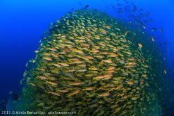 A huge school of Yellow goatfish at a Brazilian shipwreck... by Athila Bertoncini 